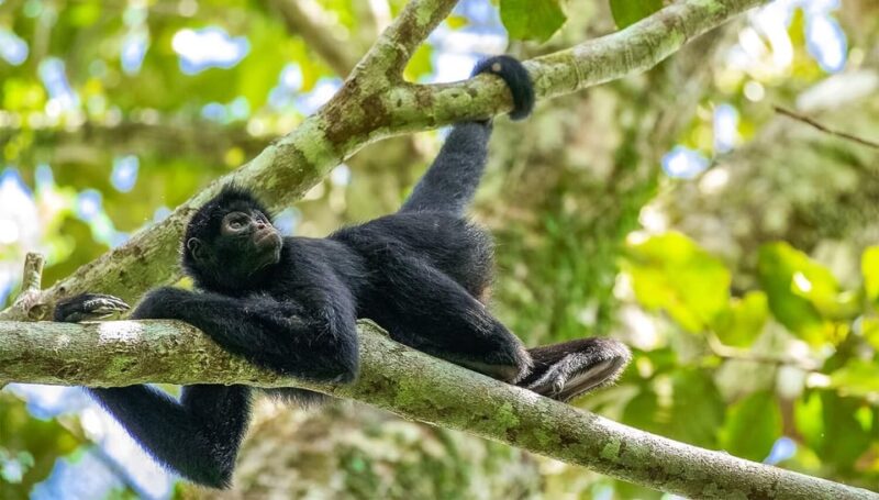 Tambopata Excursion 5D/4N, Parrot Clay Lick – Monkey Island - Wildlife Experiences