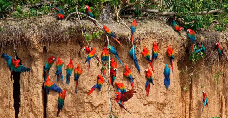 Tambopata Excursion 5D/4N, Parrot Clay Lick – Monkey Island - Group Size and Languages
