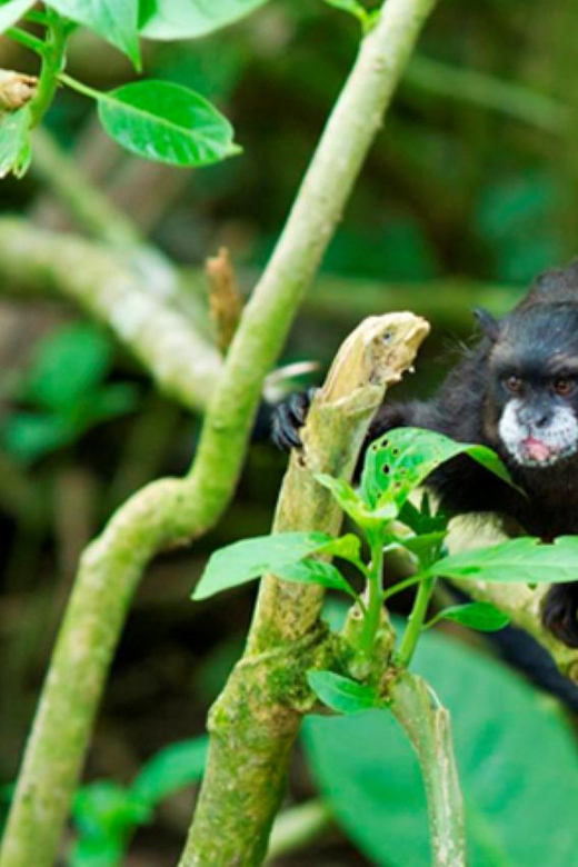 Tambopata Excursion 5D/4N, Parrot Clay Lick – Monkey Island - Chuncho Clay Lick Visit