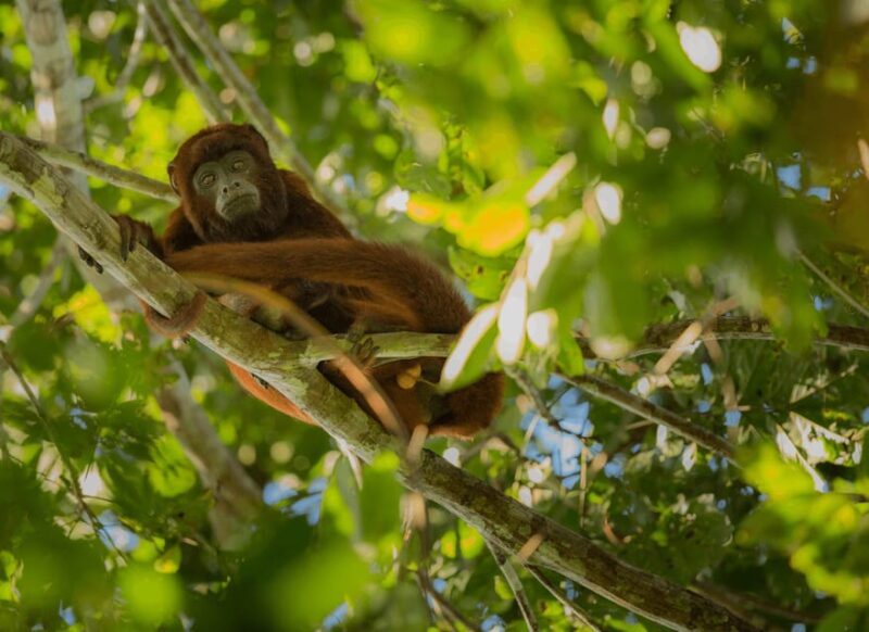 Tambopata Excursion 5D/4N, Parrot Clay Lick – Monkey Island - Monkey Island Exploration