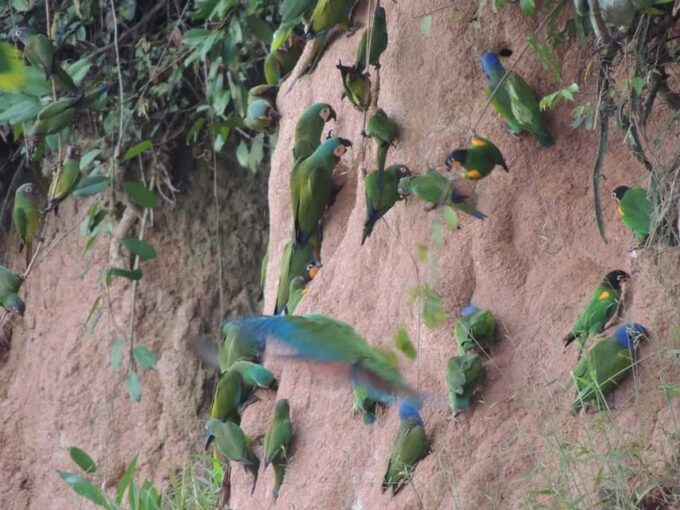 Tambopata Excursion 5D/4N, Parrot Clay Lick – Monkey Island - Canopy Trail Walkthrough