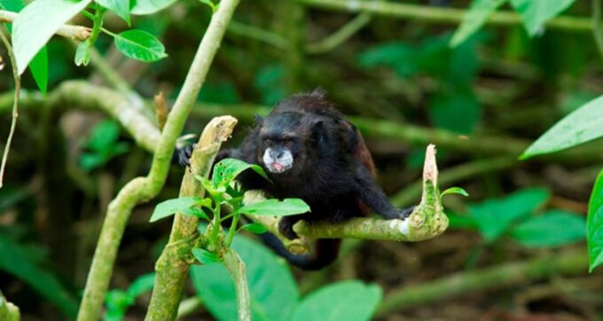 Tambopata Excursion 5D/4N, Parrot Clay Lick – Monkey Island - Inclusions and Logistics