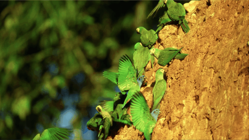 Tambopata Expedition + Wasaí Lodge |3 Days - Collpa Chuncho| - Lodging and Amenities