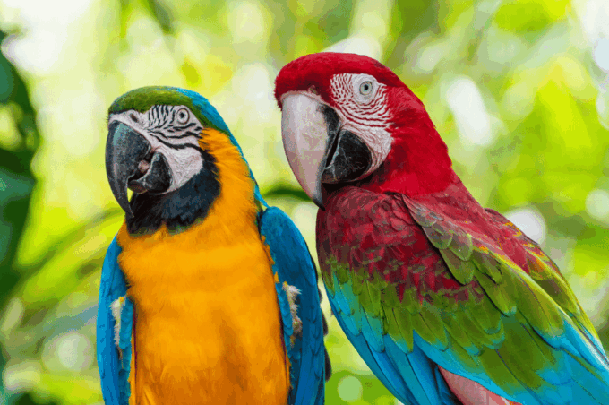 Tambopata Expedition + Wasaí Lodge |3 Days - Collpa Chuncho| - Pricing and Reservations