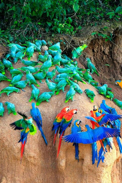 Tambopata Experience: Discover the Magic of Macaws - Frequently Asked Questions
