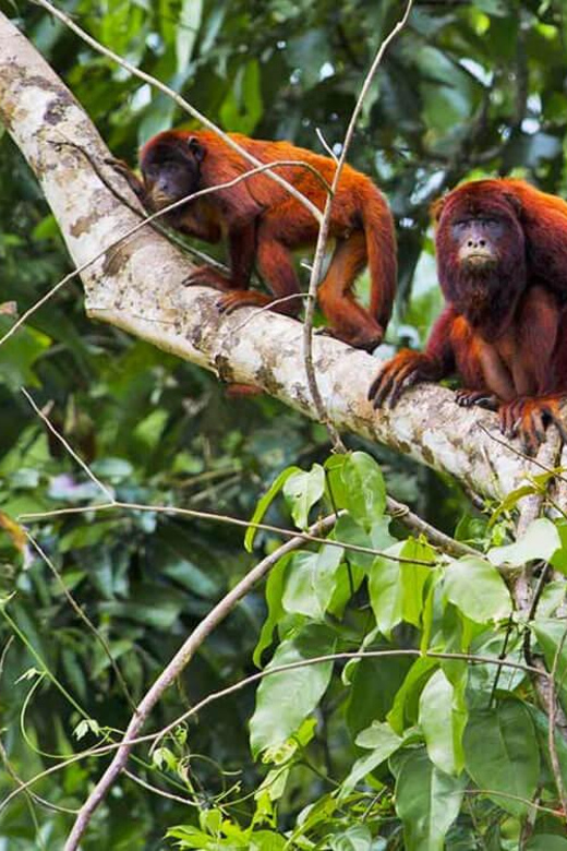 Tambopata Jungle 4 Days | Lake Sandoval + Monkey Island - Key Points