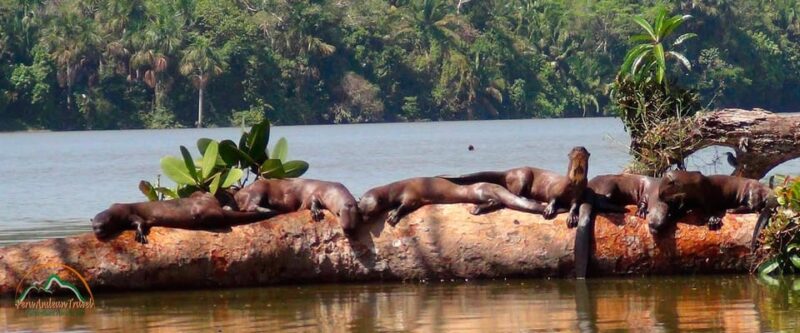 Tambopata Jungle 4 Days | Lake Sandoval + Monkey Island - Night Walk and Jungle Sounds