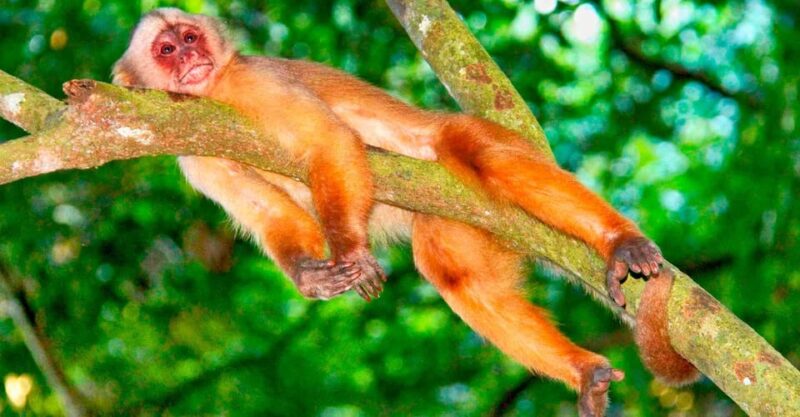 Tambopata Jungle Excursion 2 Days | Kayak – Monkey Island - Key Points