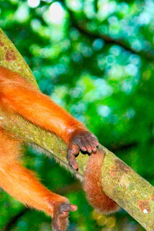 Tambopata Jungle Excursion 2 Days | Kayak – Monkey Island - Itinerary Details