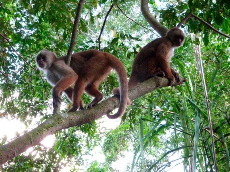 Tambopata: Lago Sandoval and Colpa of Loros 3- Days - Highlights of the Itinerary
