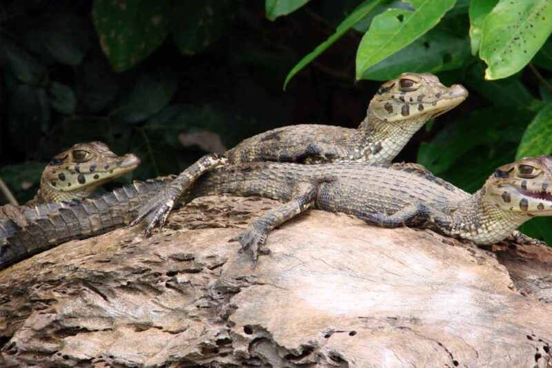 Tambopata: Lake Sandoval Canoeing With Lunch - Key Points