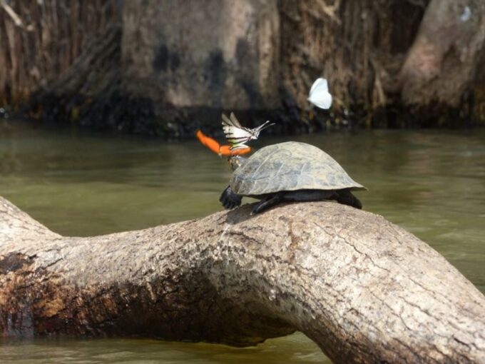 Tambopata: Lake Sandoval Canoeing With Lunch - Recommended Attire and Gear