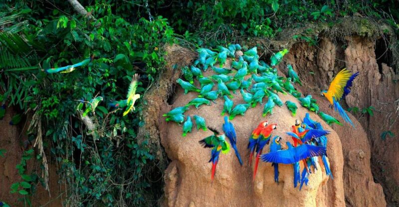 Tambopata Macaw Clay Lick 3 Days/1 Nights - Itinerary Highlights