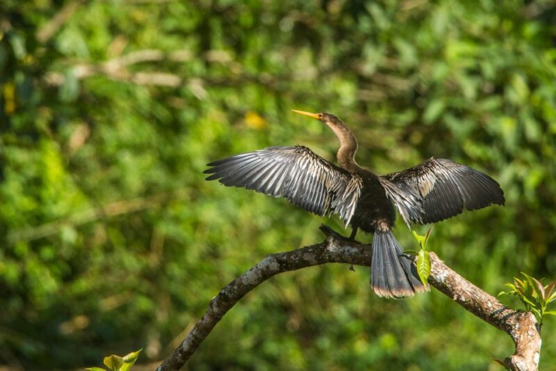 Tambopata Macaw Clay Lick 3 Days/1 Nights - Arrival and Transfer