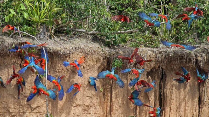 Tambopata Macaw Clay Lick 4 Days/3 Nights - Arrival and Transfer