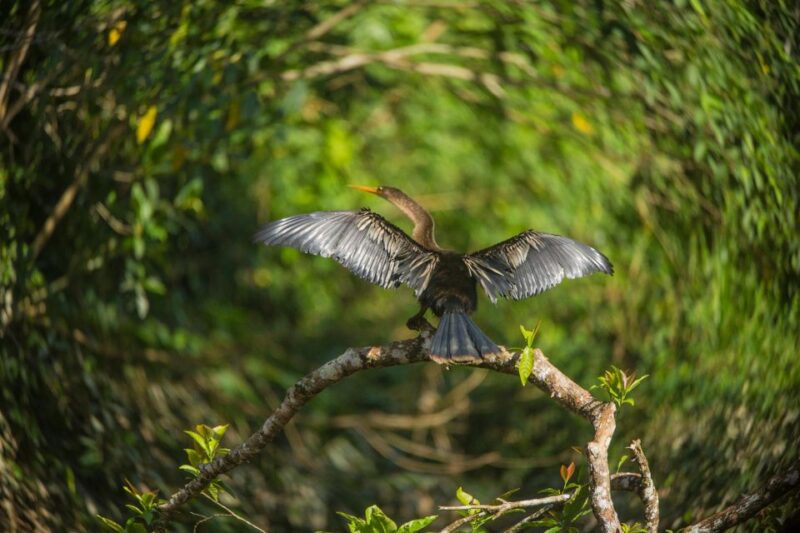 Tambopata Macaw Clay Lick 4 Days/3 Nights - Key Points