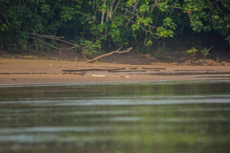 Tambopata Macaw Clay Lick 4 Days/3 Nights - Wildlife Experience