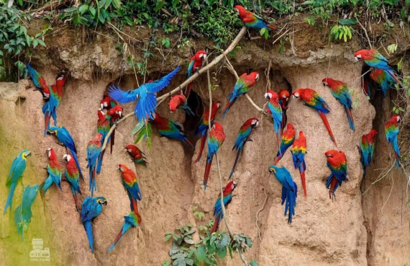 Tambopata Macaw Clay Lick 5 Days/4 Nights - Participant Age Restrictions