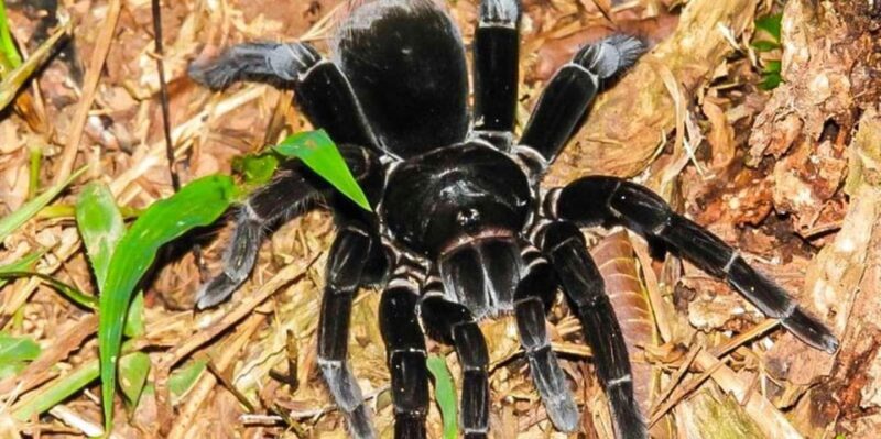 Tambopata: Mashiguenga Family + Tambopata Reserve 5-Days - Included Activities