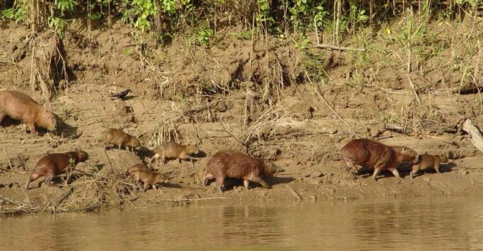 Tambopata: Mashiguenga Family + Tambopata Reserve 5-Days - Transportation and Pickup