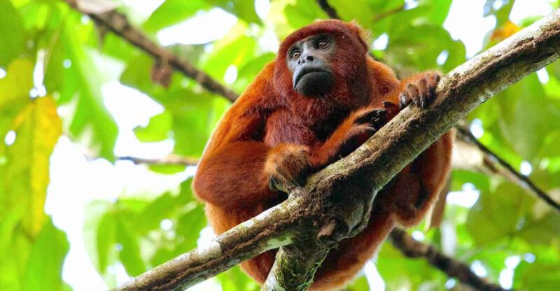 Tambopata: Multi-Day Amazon Rainforest Tour With Local Guide - Itinerary Highlights