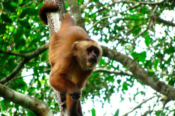 Tambopata: Multi-Day Amazon Rainforest Tour With Local Guide - Excursions and Activities