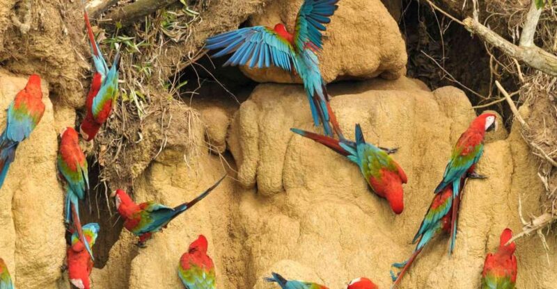 Tambopata National Reserve 4 Days - Itinerary Highlights