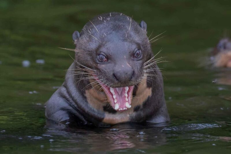 Tambopata National Reserve 4 Days - Inclusions