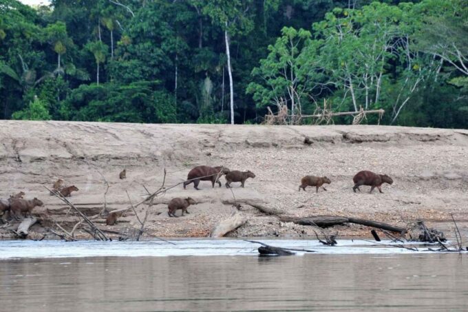 Tambopata National Reserve 4 Days - Accommodations and Meals