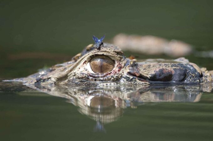 Tambopata National Reserve 4 Days - Frequently Asked Questions