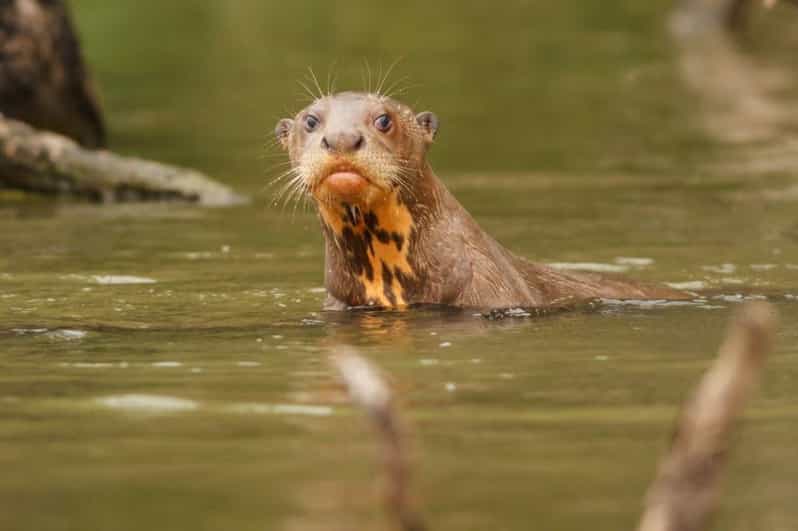 Tambopata National Reserve in 3 Days With Wildlife Sightings - Itinerary Day 1