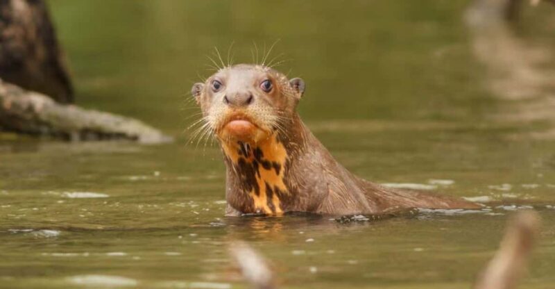 Tambopata National Reserve in 3 Days With Wildlife Sightings - Itinerary Day 2