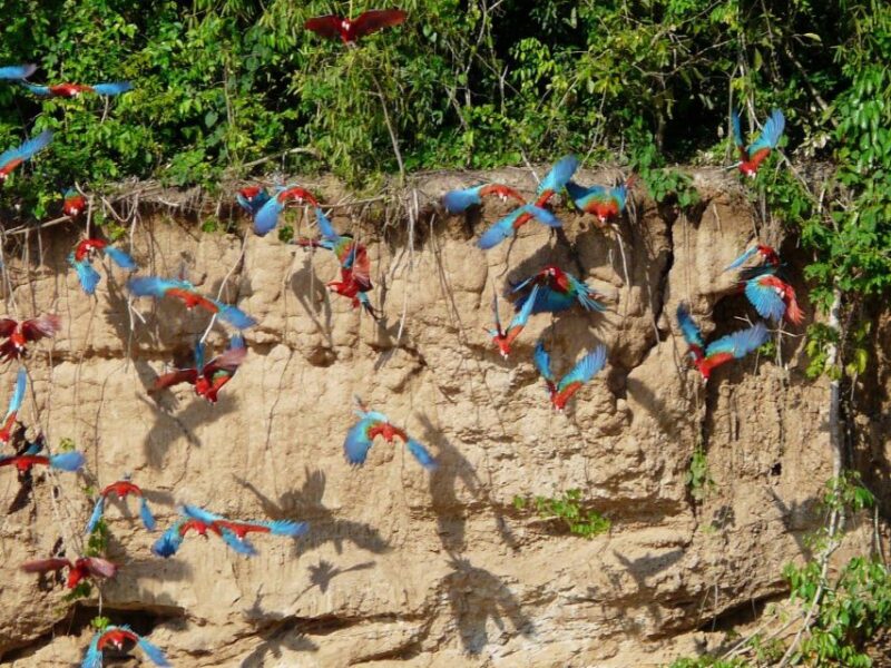 Tambopata National Reserve Tour 3 Days - Key Points