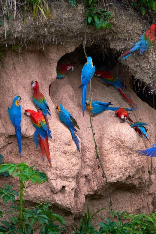 Tambopata National Reserve With Fauna Observation 4 Days - Key Points