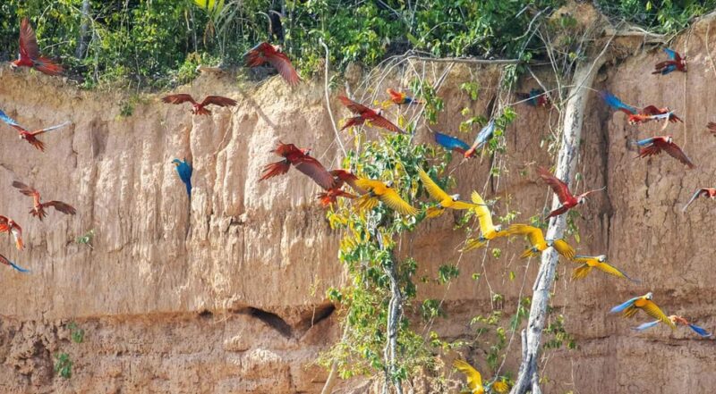 Tambopata National Reserve With Fauna Observation 4 Days - Wildlife Experience