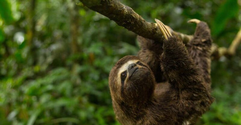 Tambopata National Reserve With Fauna Observation 4 Days - Day 4 Itinerary