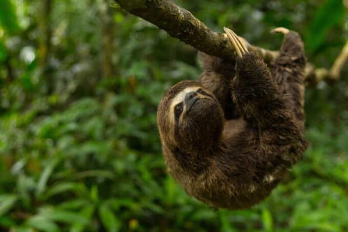 Tambopata National Reserve With Fauna Observation 4 Days - Frequently Asked Questions