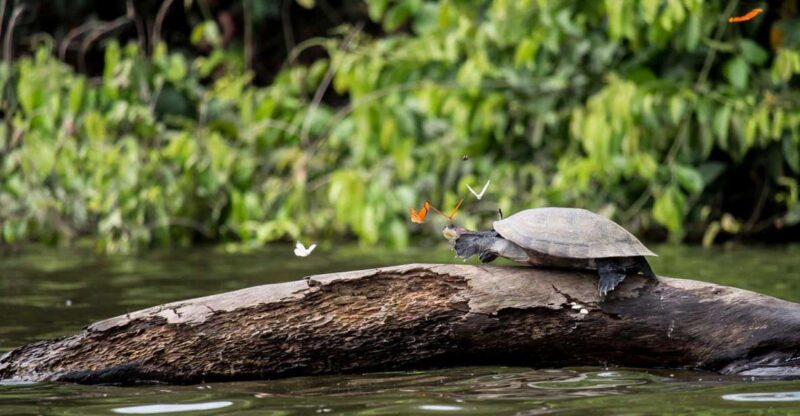 Tambopata Peruvian Amazon Jungle for Three Days/Two Nights - Included Services