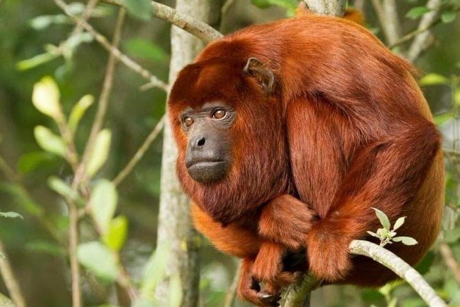 Tambopata (Puerto Maldonado) 4 Days - Lodge Accommodations and Accessibility