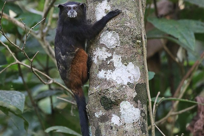 Tambopata (Puerto Maldonado) 4 Days - Feedback and Customer Concerns