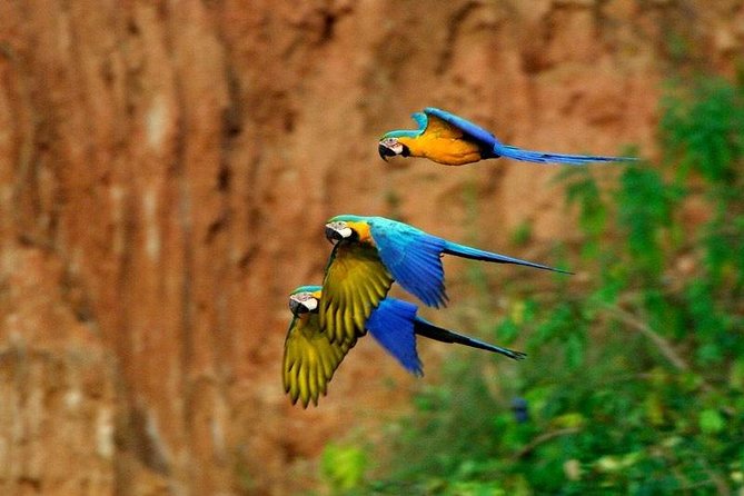 Tambopata (Puerto Maldonado) 4 Days - Guided Jungle Walk and Canopy