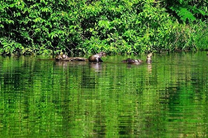 Tambopata (Puerto Maldonado) 4 Days - Accommodation, Meals, and Transfers