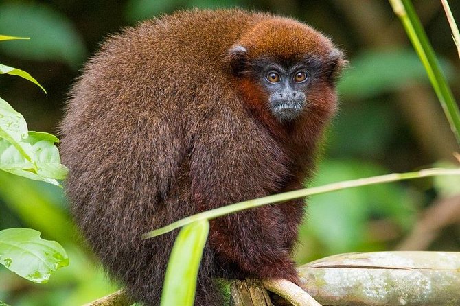 Tambopata (Puerto Maldonado) 5 Days - Tour Logistics
