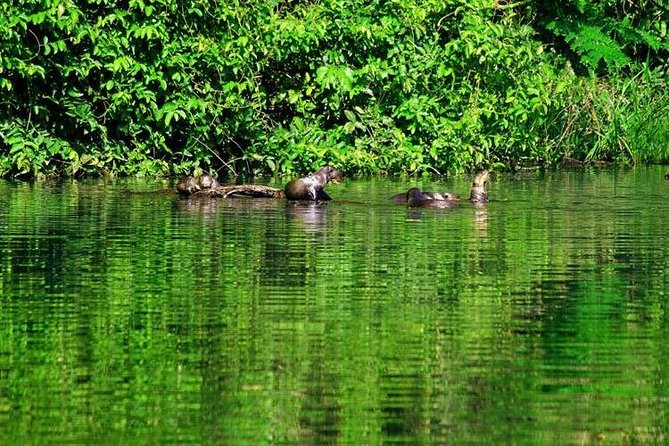 Tambopata (Puerto Maldonado) 5 Days - Highlights of the Journey