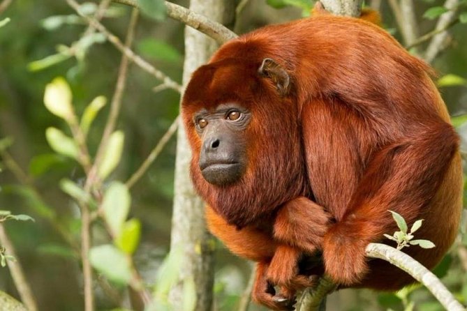 Tambopata (Puerto Maldonado) 5 Days - Important Information