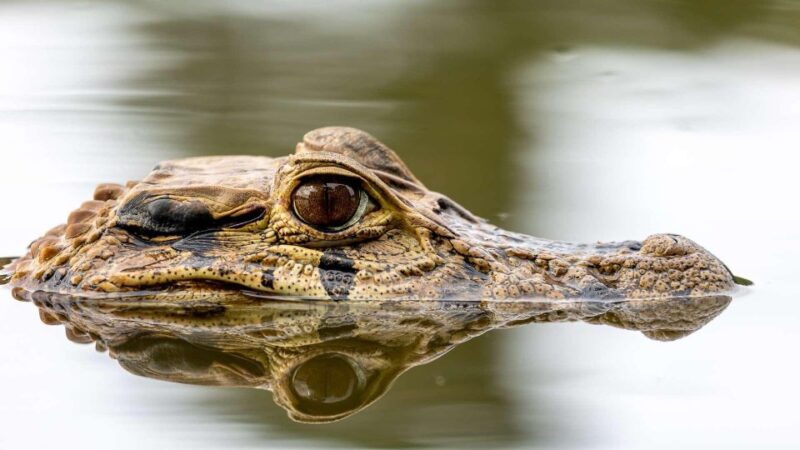 Tambopata Rainforest 4D | Sandoval Lake, Campfire, Hiking | - Key Points