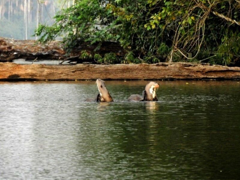 Tambopata Rainforest 4D | Sandoval Lake, Campfire, Hiking | - Wildlife Encounters