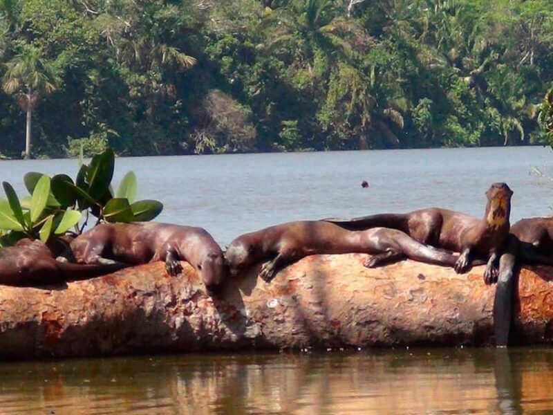 Tambopata: Sandoval Lake and Parrot Clay Clay 3 Days - Day 2 Exploration