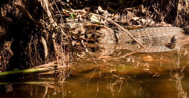 Tambopata Tour 4 Days - Key Points