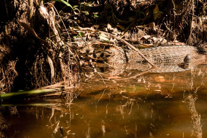 Tambopata Tour 4 Days - Activities and Experiences